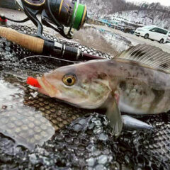 Dreem Con Three 81SF 椿 – DreemUp