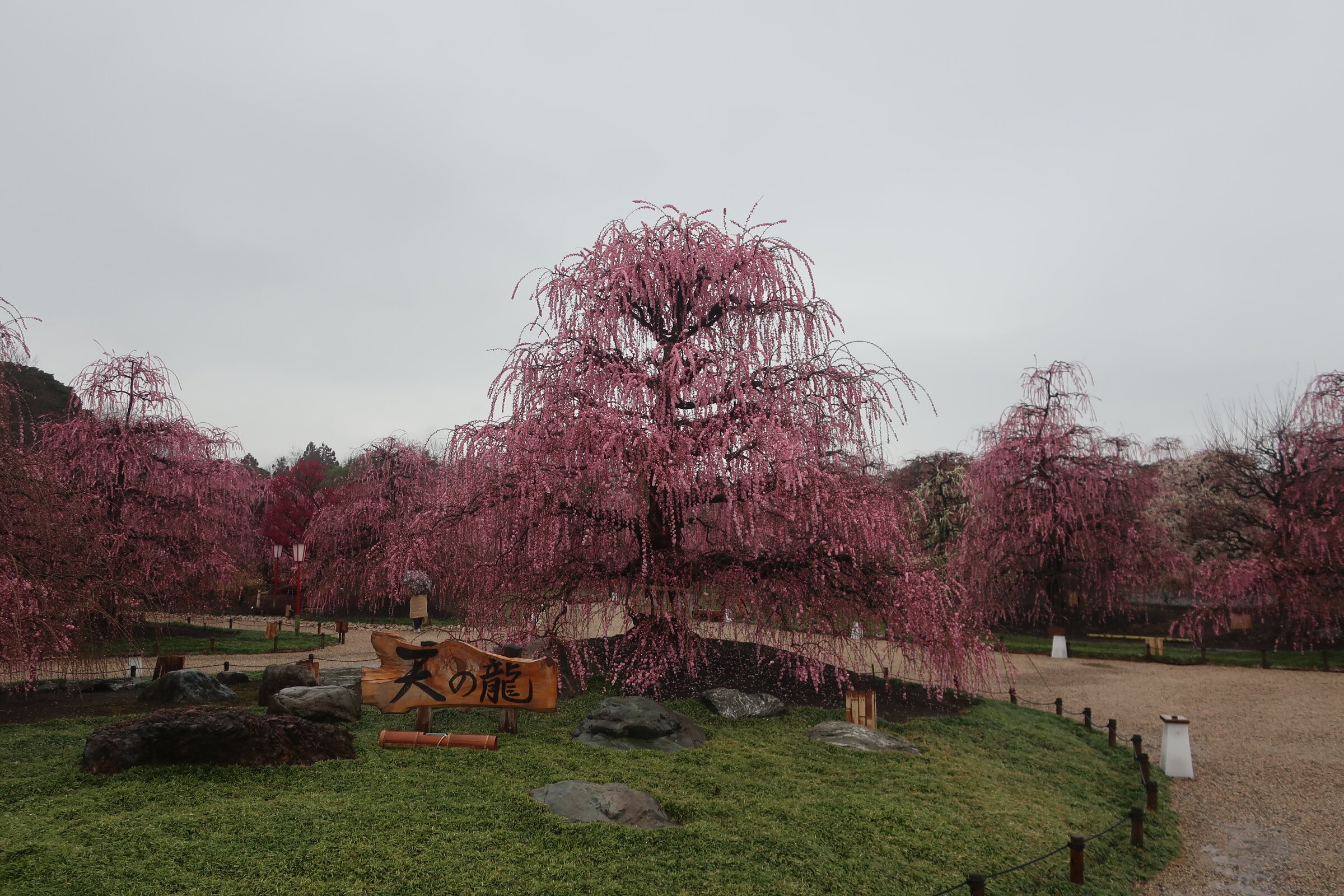 Suzuka Forest Garden (2026) - All You MUST Know Before You Go