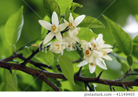 Yuzu flower seeds - Stock Photo [41149493] - PIXTA