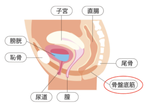 電磁パルス骨盤底筋チェア｜ランキングTOP6とマシン選びのポイントを