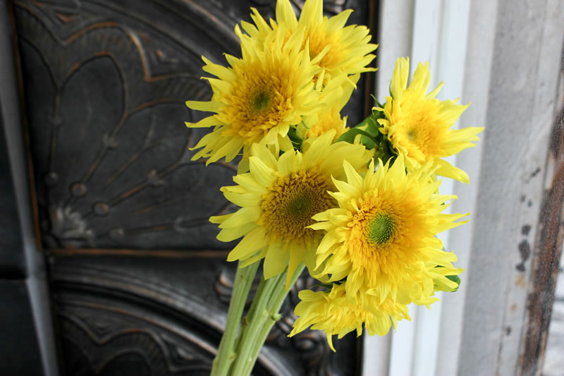 ひまわり 種類・画像 ｜ 花ブログ