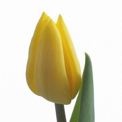 イエローフライト - 株式会社フローラルジャパン