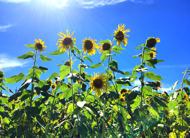向日葵と。】～高貫ひまわりパーク～ | 薩摩川内観光物産ガイド こころ