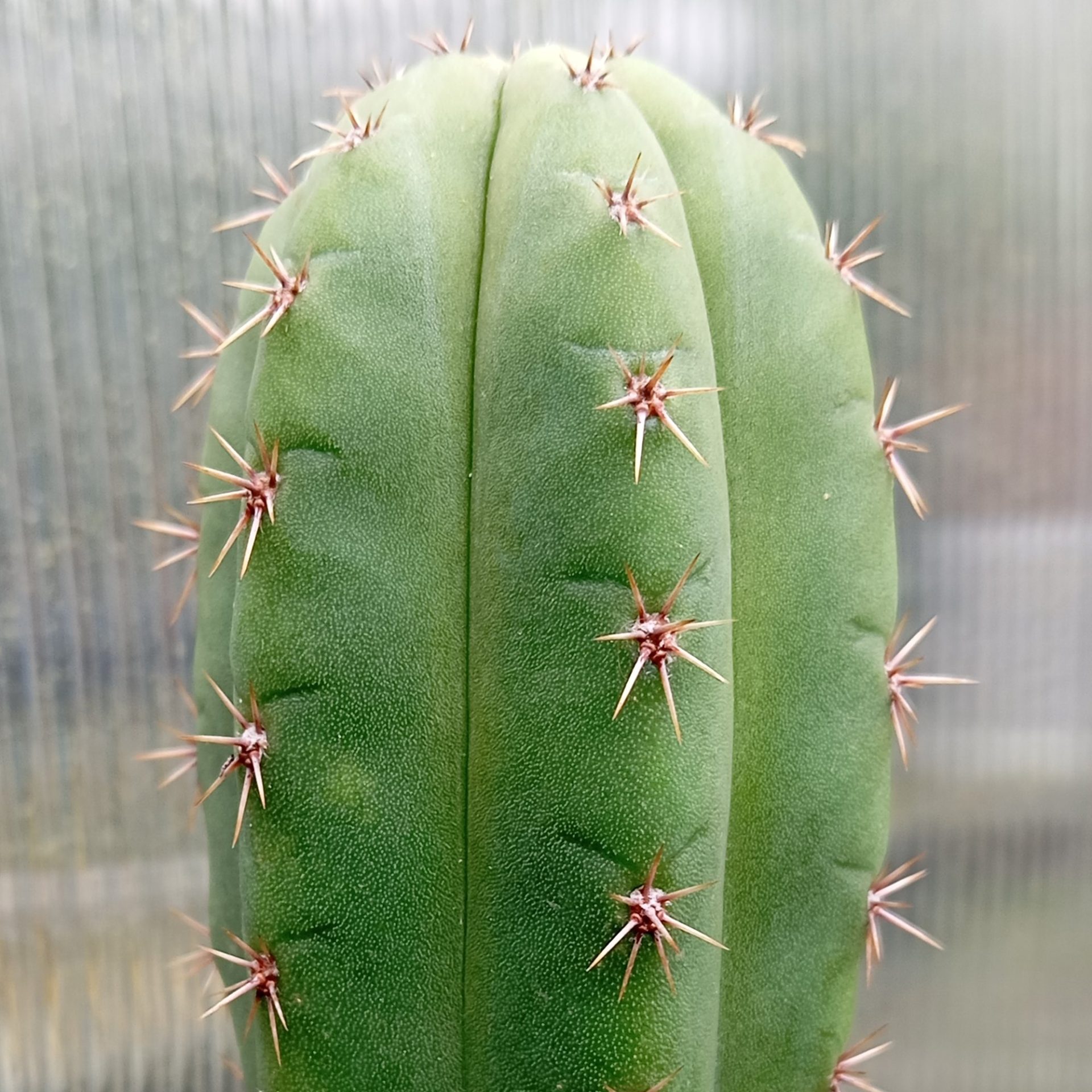 Trichocereus pachanoi 'Torres & Torres' x T. pac. 'Ecuadorian' cacti
