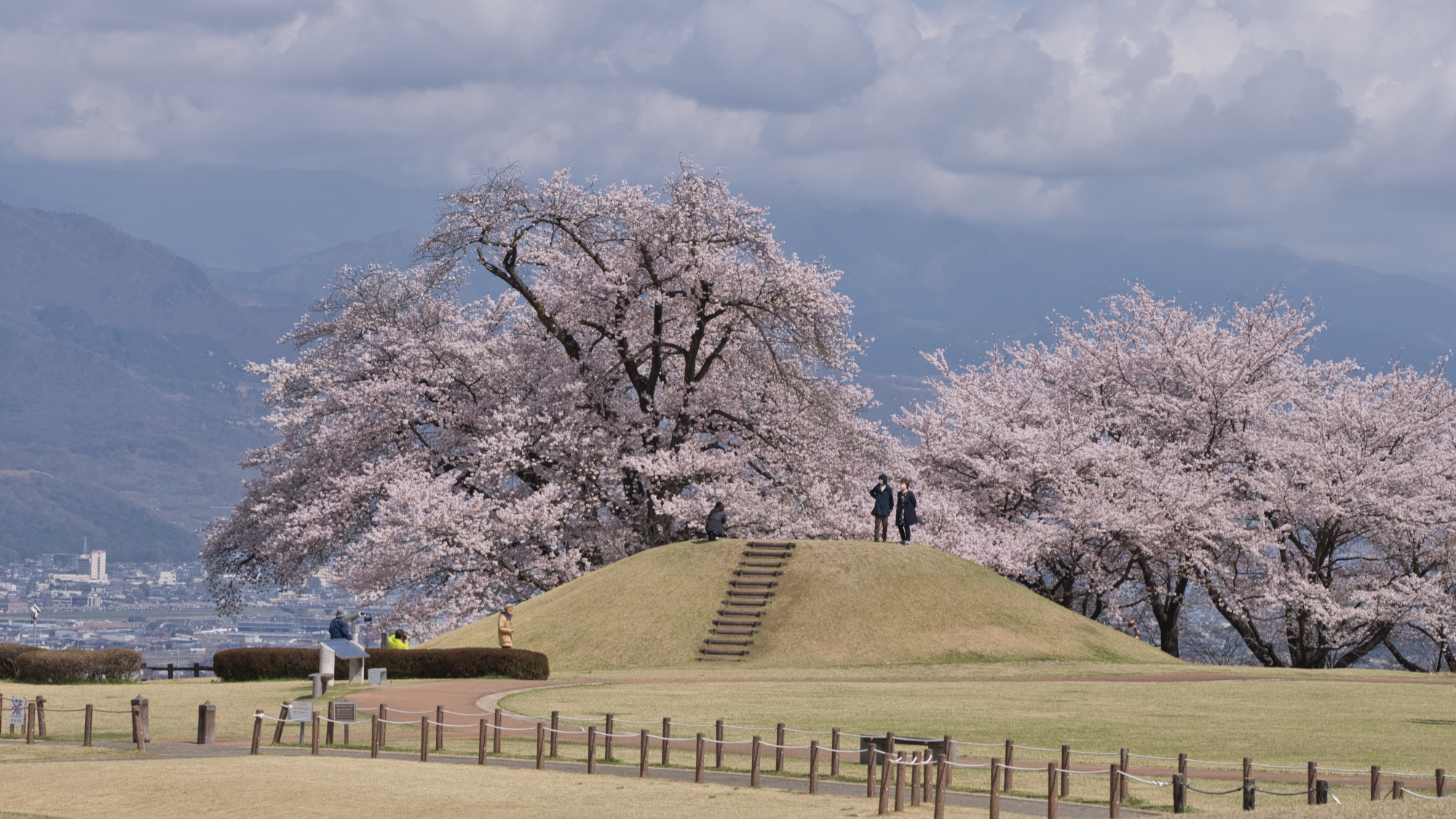 2023年 八代町ふるさと公園 桜の開花情報 第8回 - ふえふき旬感ネット