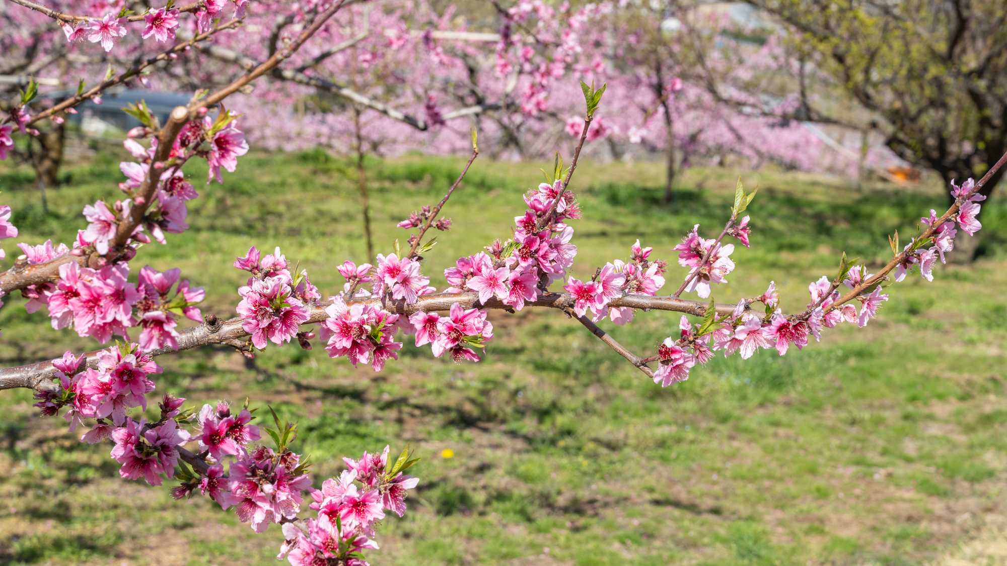 2025年 八代町ふるさと公園周辺 桃の開花情報 第16回 - ふえふき旬感ネット
