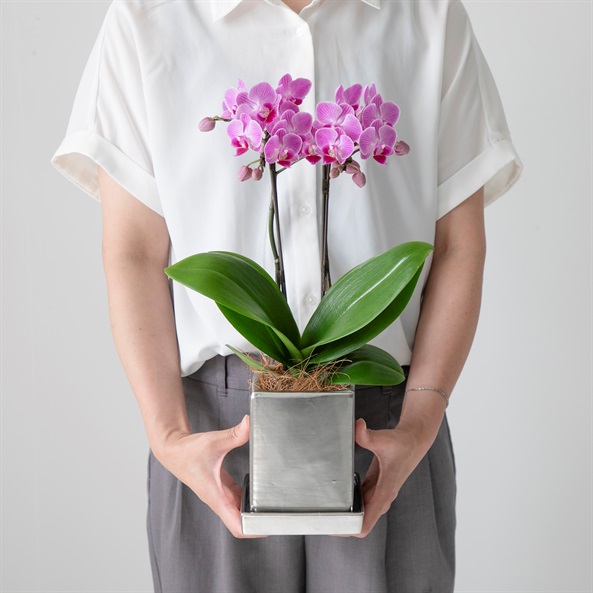 ミディ胡蝶蘭 クローム鉢 4号鉢 2本立ち | FUREAI - 特別な日の通販