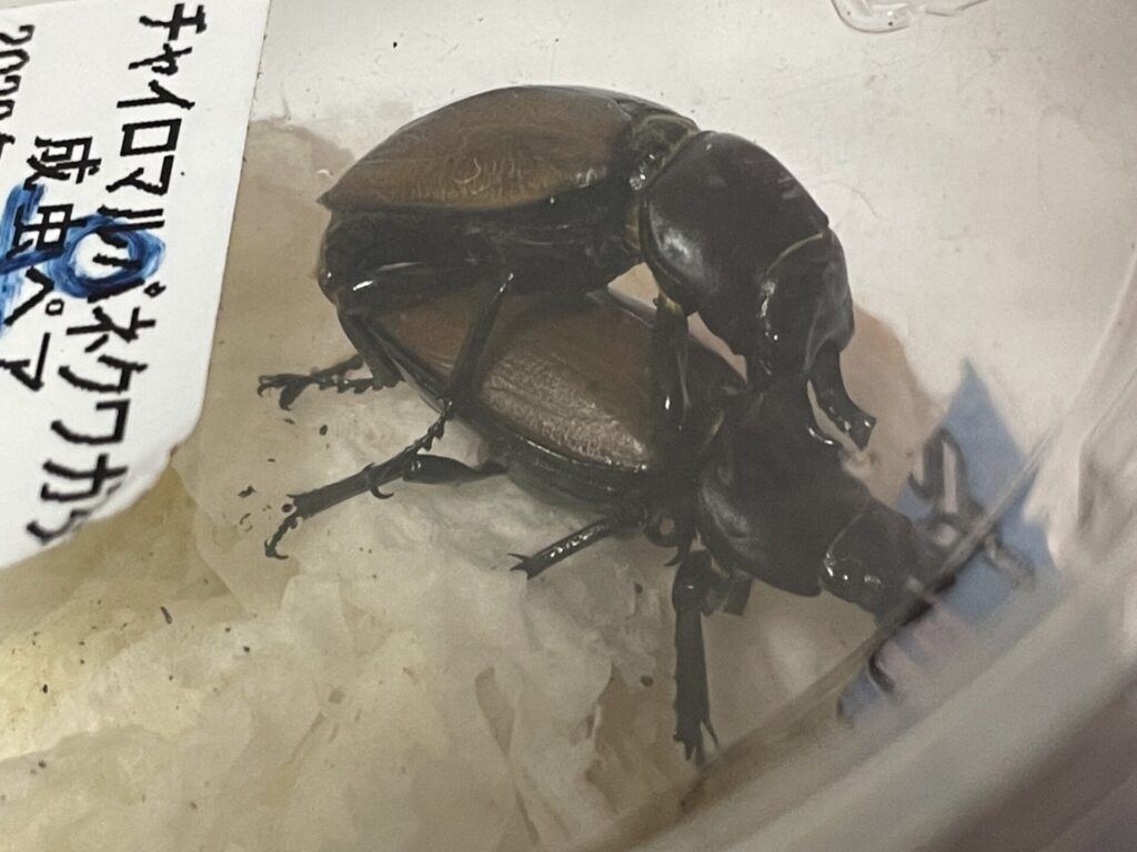 飼育情報大公開】裏年の貴重なチャイロマルバネの産卵セットを組みまし