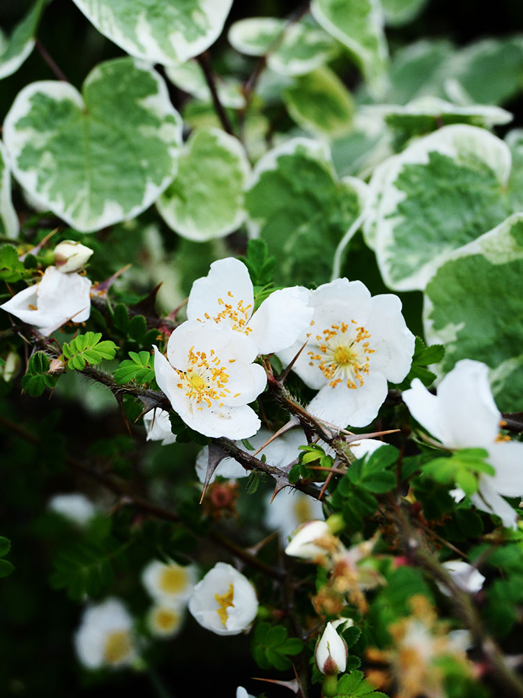 さりげないけど個性的！ 原種系バラの魅力とは【乙庭Styleの植物13