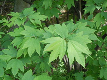 GKZ植物事典・團伊玖磨植物事典・シロモジ