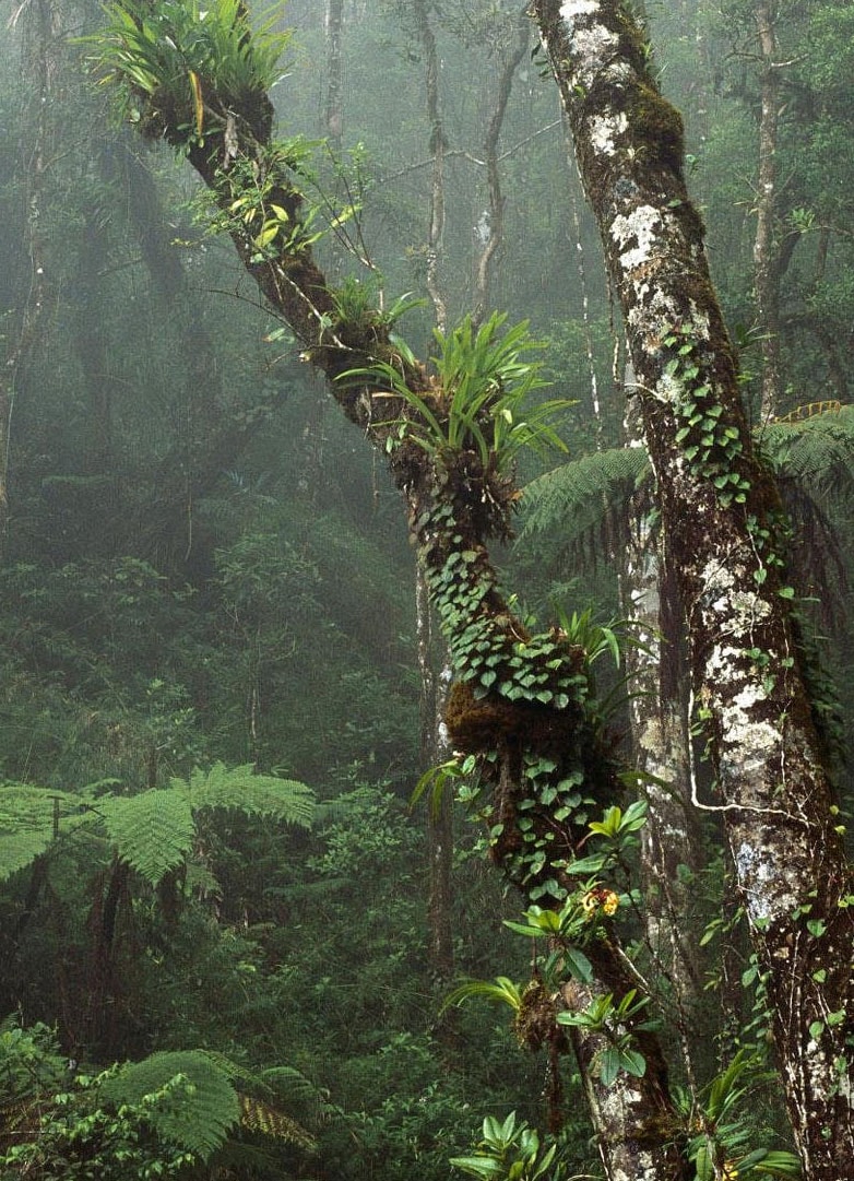 ZERO PLANTS / Foresta ミスティングシステム・ミストシステムの