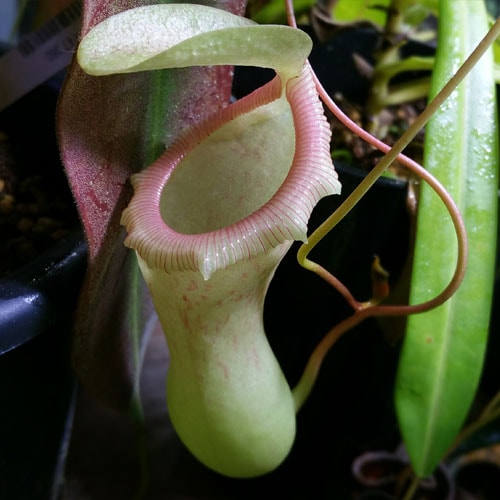 ZERO PLANTS / Foresta ミスティングシステム・ミストシステムの