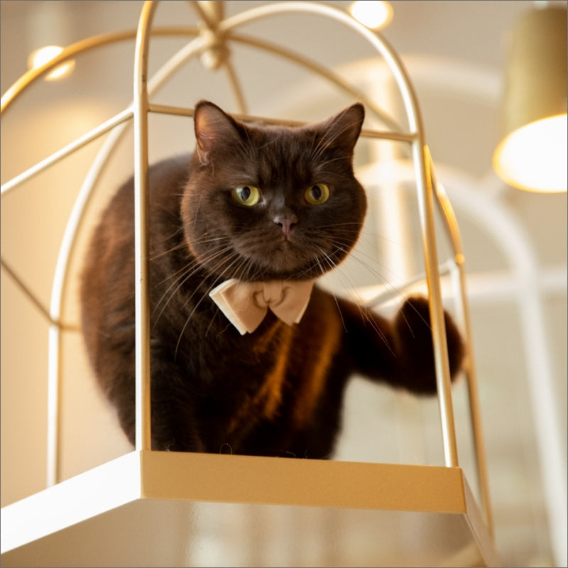 にゃーん、てね。｜猫のための蝶ネクタイ（チャップリンボウタイ