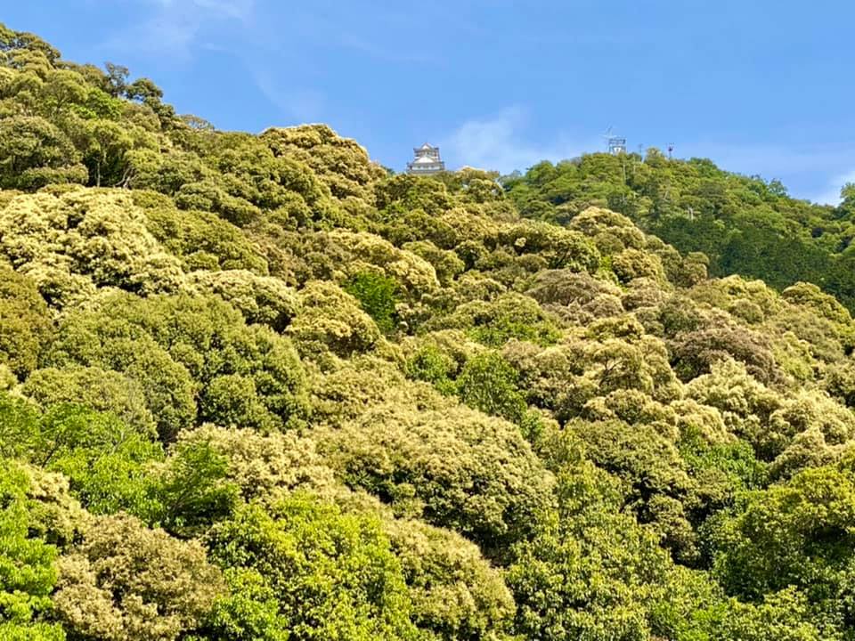 金華山」ツブラジイの淡黄色の花が咲く - 金華 金華まちづくり協議会