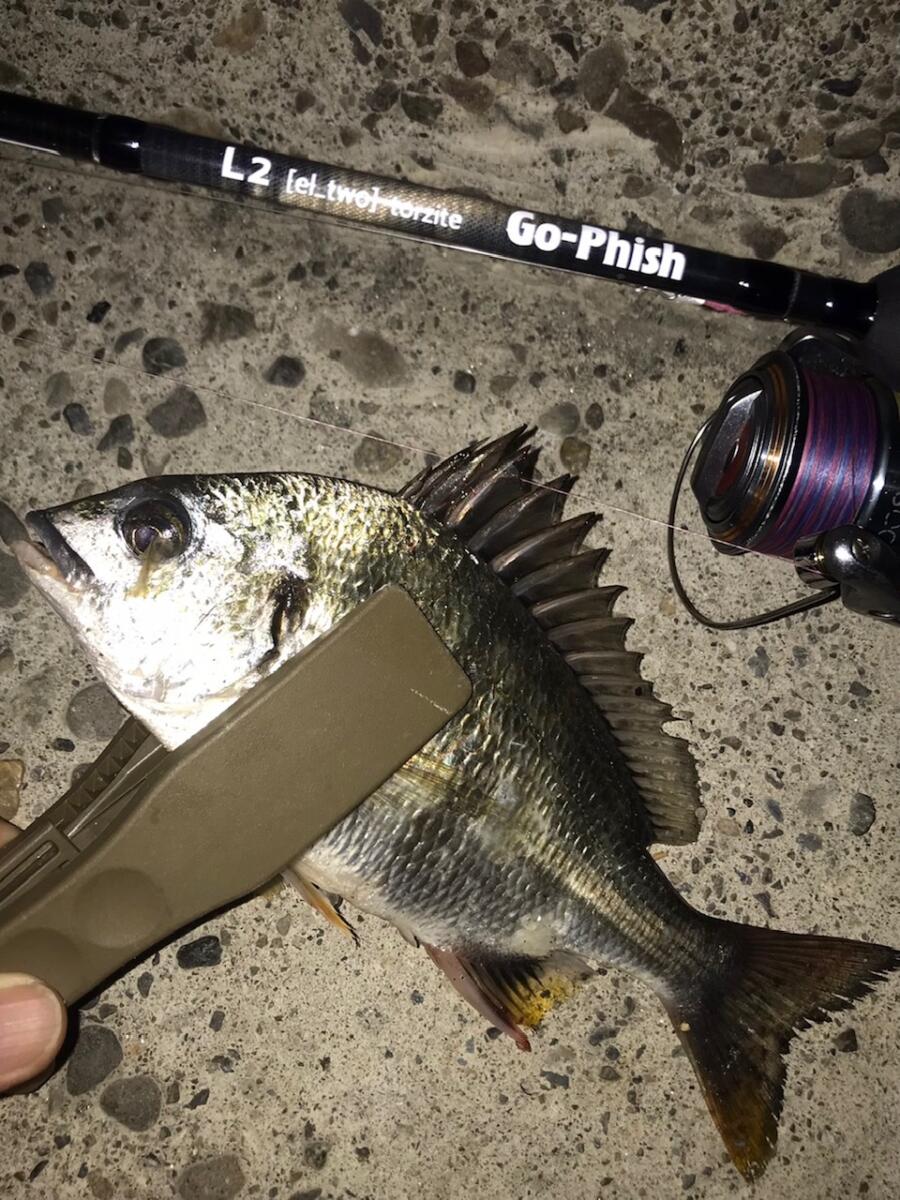 さっそくのインプレ！！ | Go-Phish