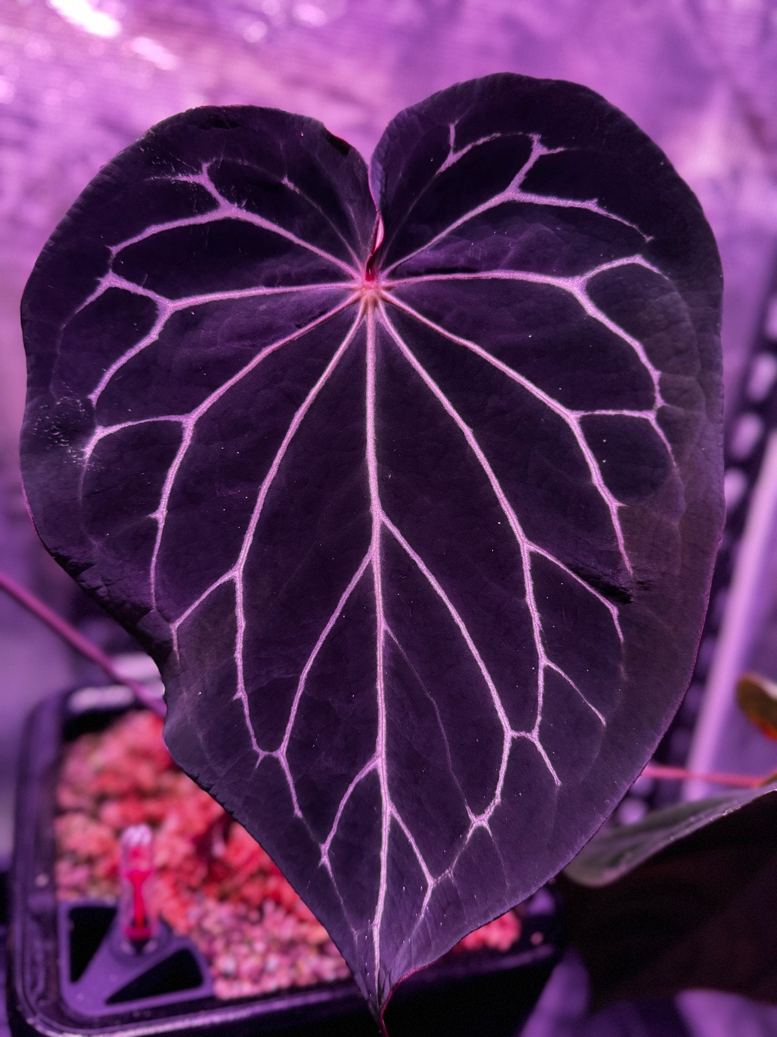 Black Widow x Michelle) x RG Dressleri F1 Anthurium | Granthuriums