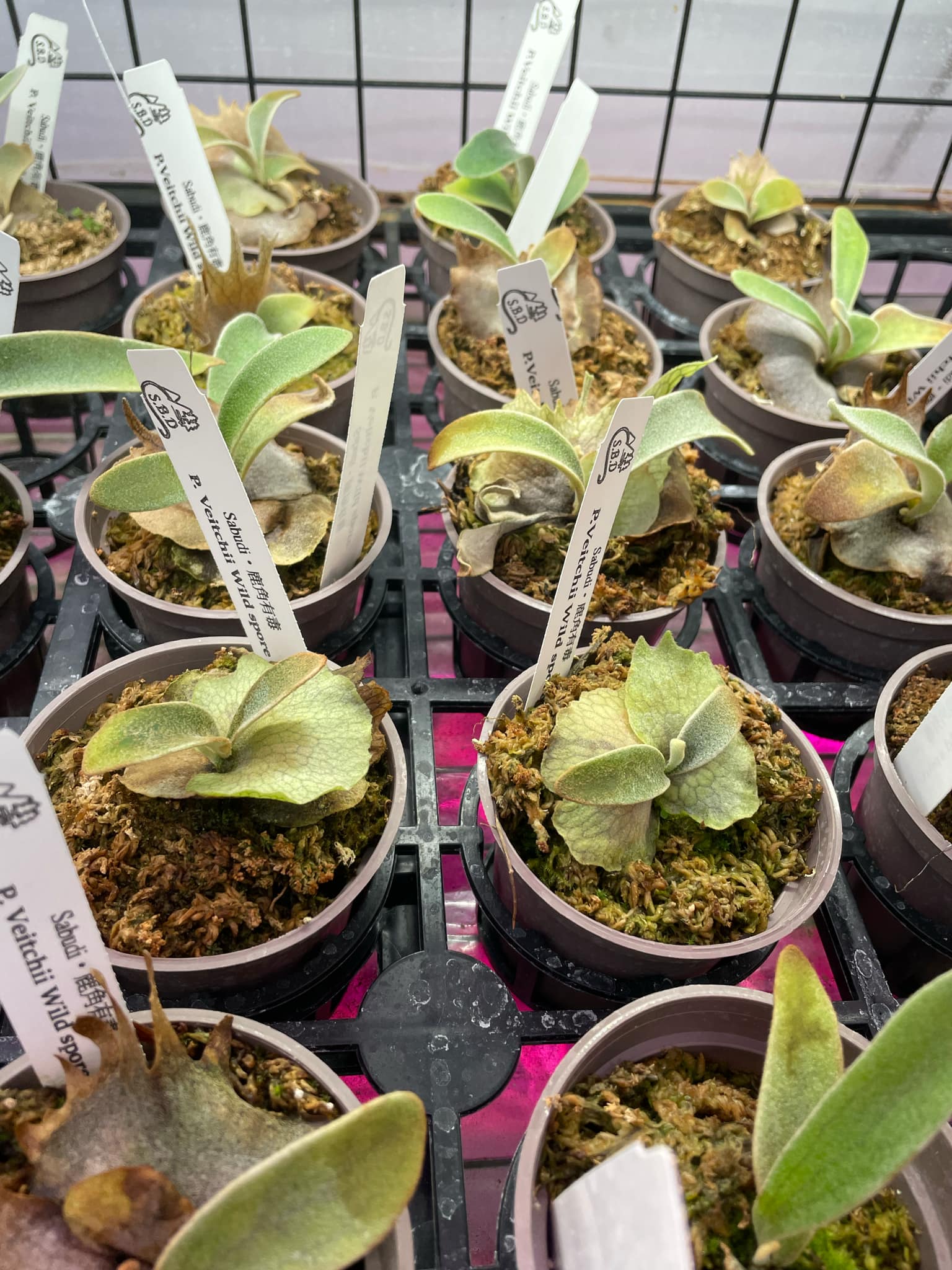 Platycerium Veitchii spores - Iconic Growth | Unique Plant – HCorchids