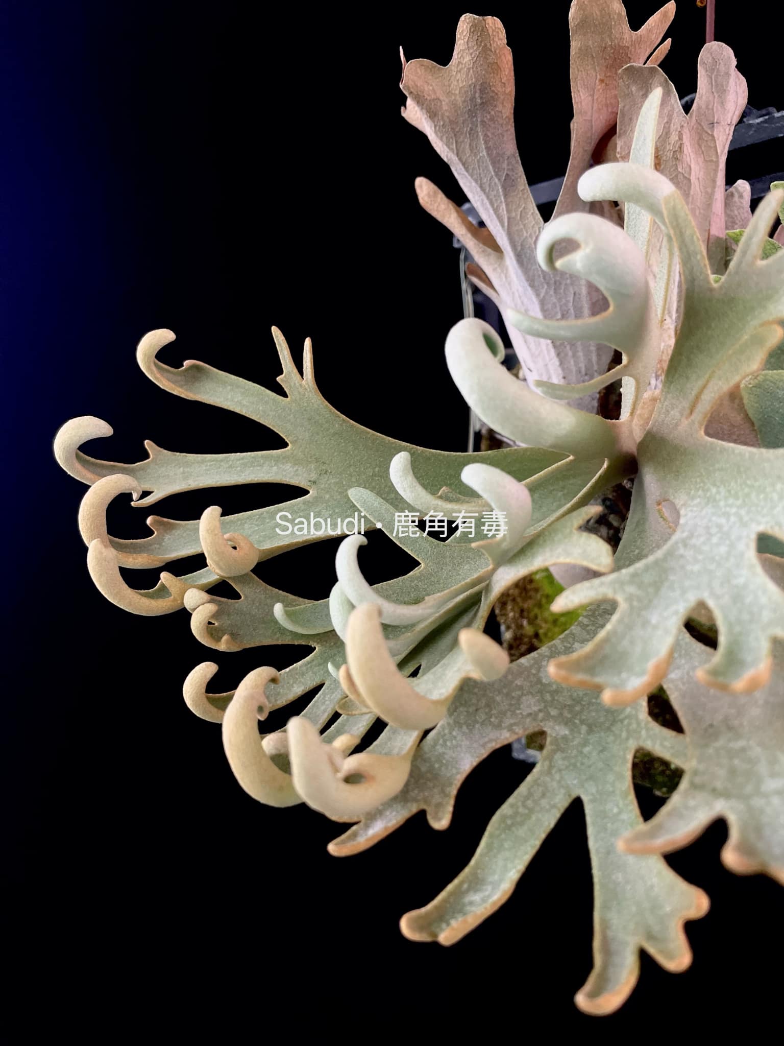 う*う様 P.willinckii calm sporeling The only few dwarf platy we