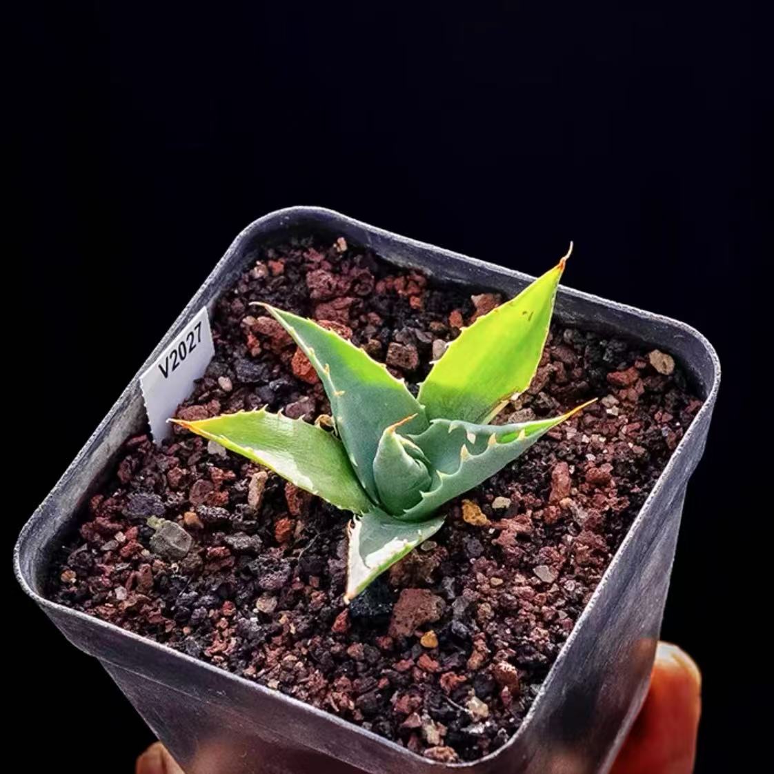 Agave utahensis var. eborispina for sale - HappyForestStore