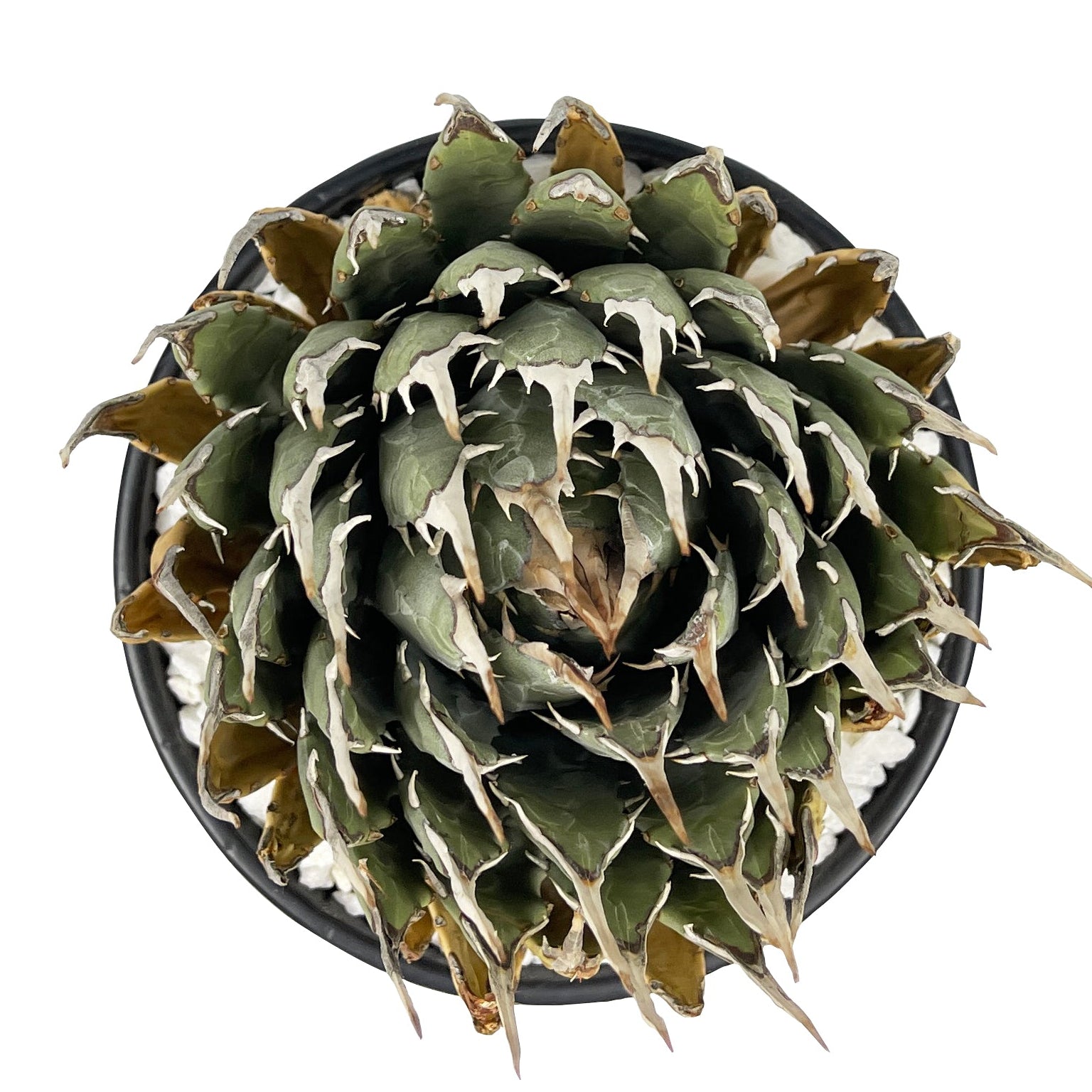 Agave utahensis v. eborispina - Utah Agave – Happy Valley Plants