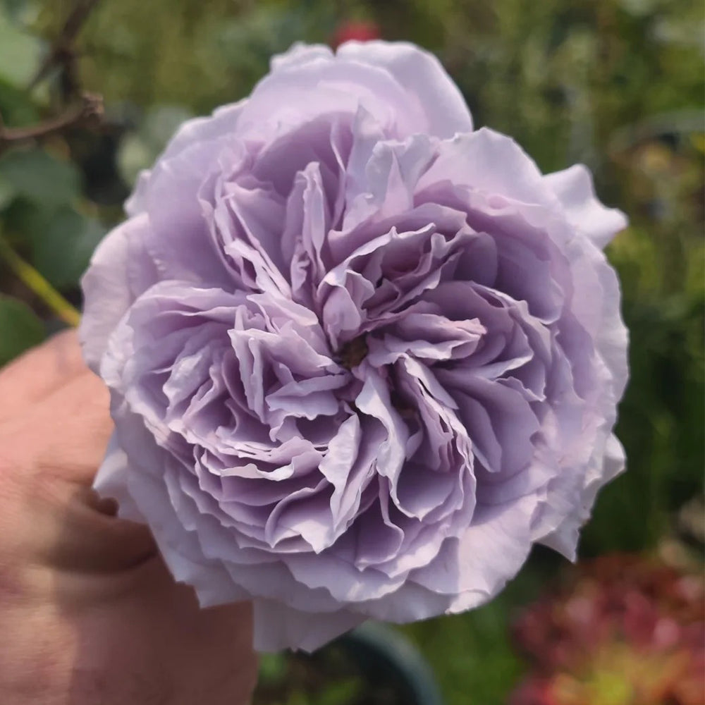 Antike Watch Japanese Florist Shrub Rose – Highgarden Roses