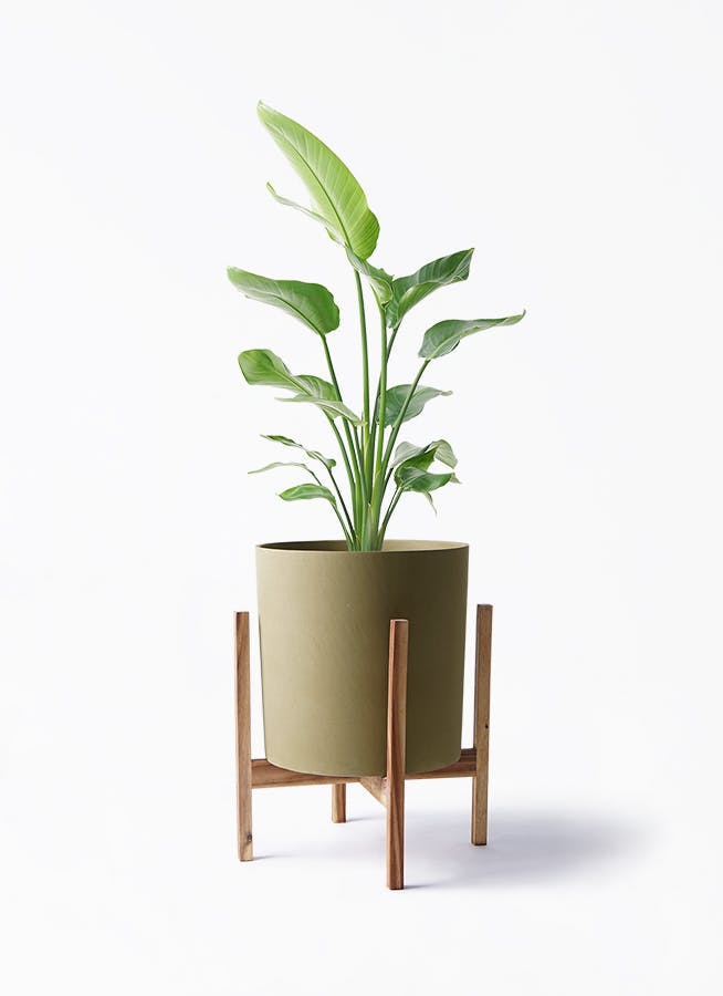 観葉植物 オーガスタ 8号 ホルスト シリンダー オリーブ ウッドポット