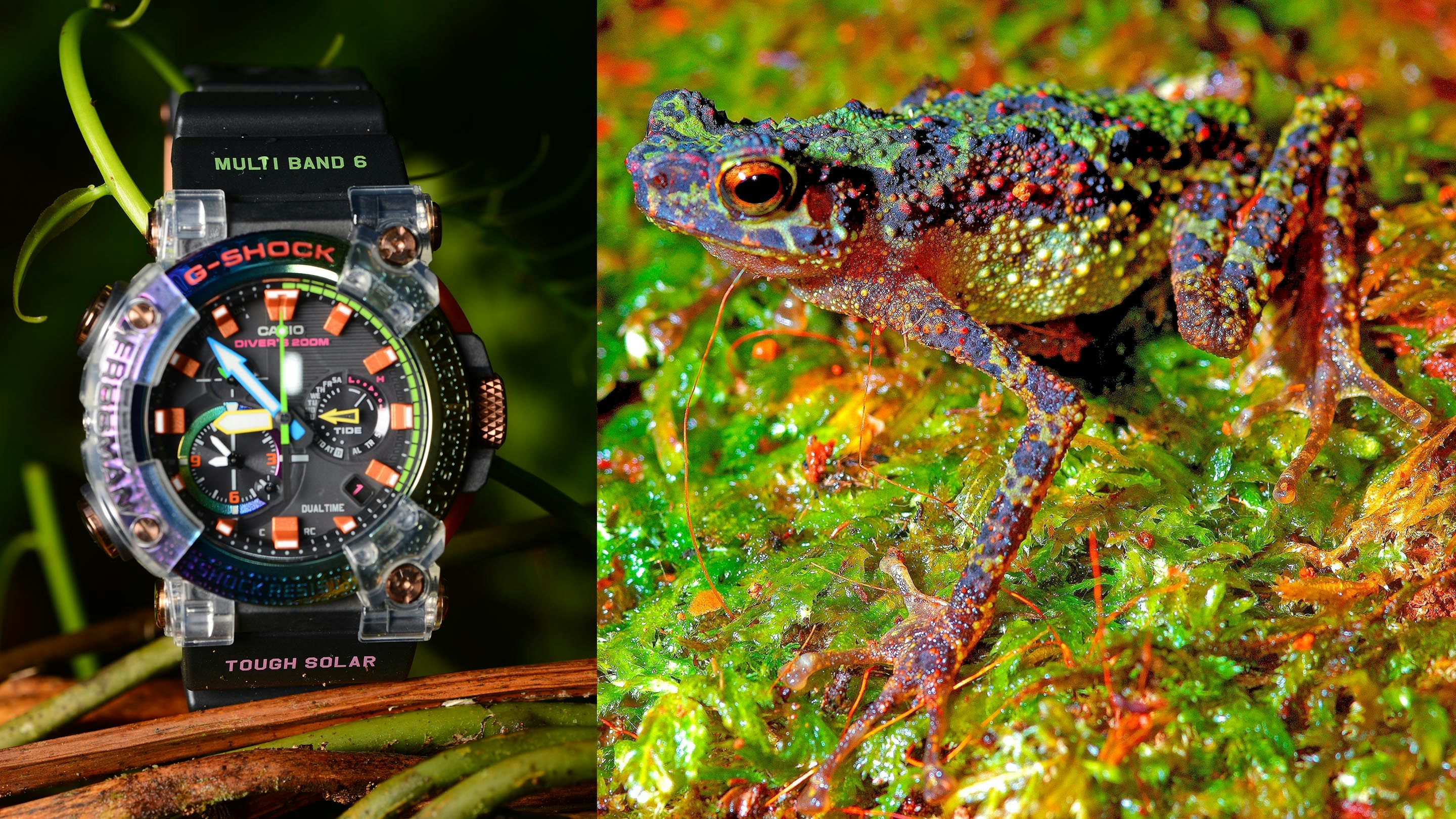 Just Because: G-SHOCK フロッグマン・ボルネオ・レインボー・トードを