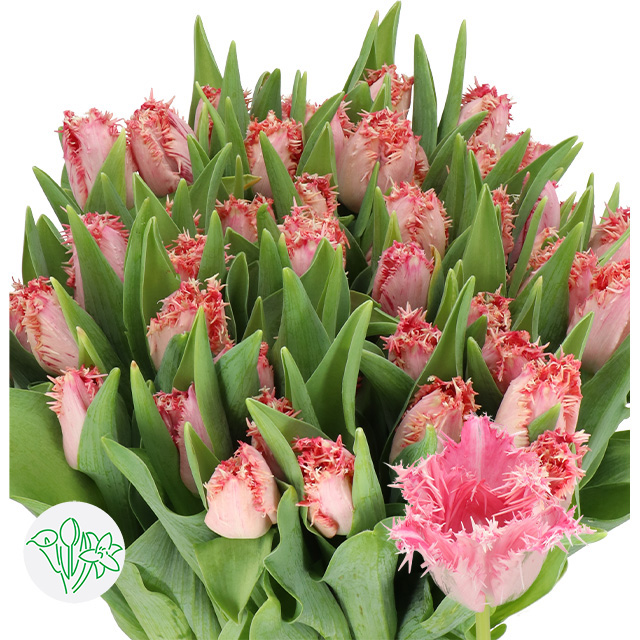 Tulip Frill Zaragosa | Holex Flower