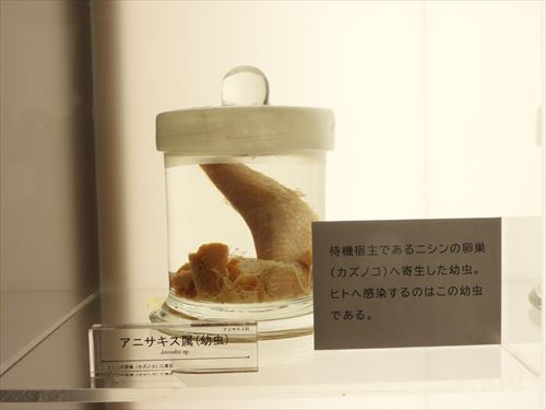 2024/11/13 新展示紹介 寄生虫 | 日本大学生物資源科学部博物館