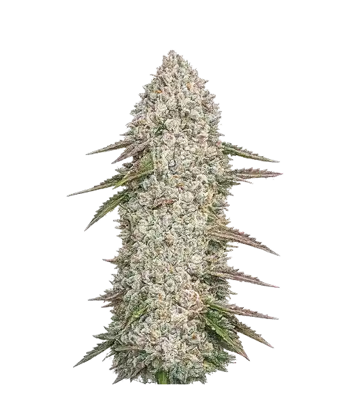 Z Strain - 24% THC & Potent Effects