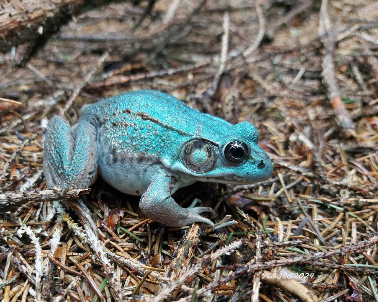 I thought it was a piece of plastic': Rare blue frog spotted by
