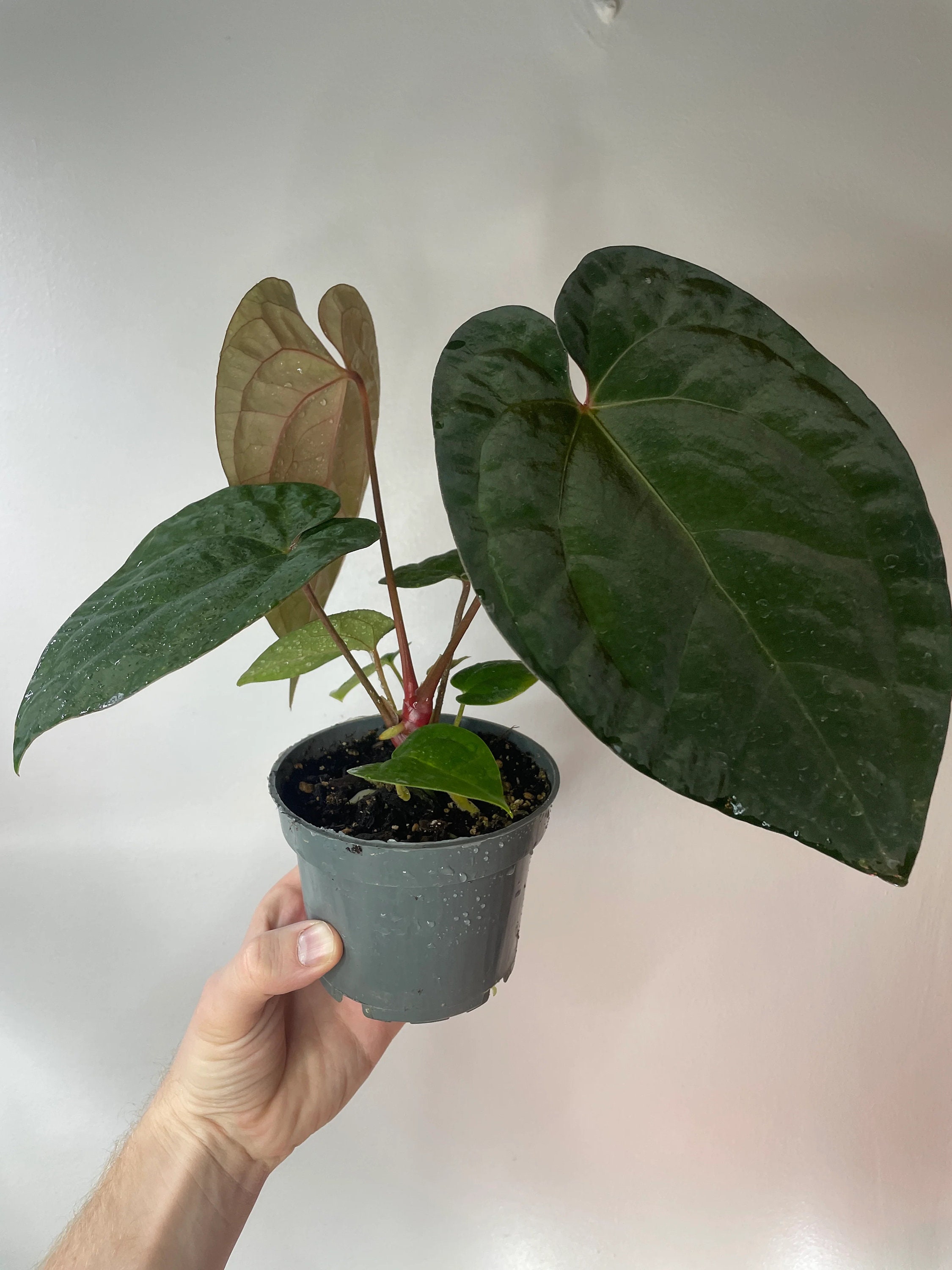 Anthurium Ace of Spades X Papillilaminum Starter Plant (ALL
