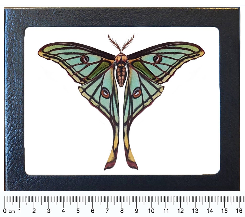 Spanish Moon Moth Specimen - Etsy
