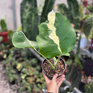Monstera white lava - Etsy 日本