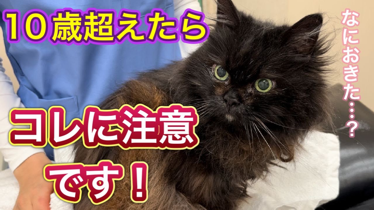 犬と猫の眼科疾患パーフェクトアトラス―診る目を鍛える150章―【動物
