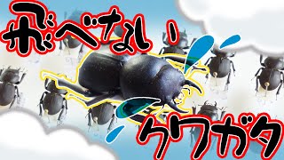 羽が無い！？】ハワイにしかいない！【ハワイハネナシクワガタ】 - YouTube