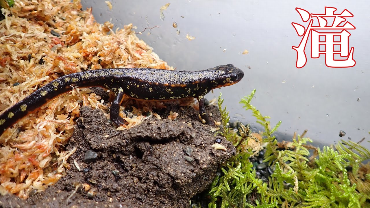 滝のあるイモリウムに植物を導入してみた【アクアテラリウム】 - YouTube