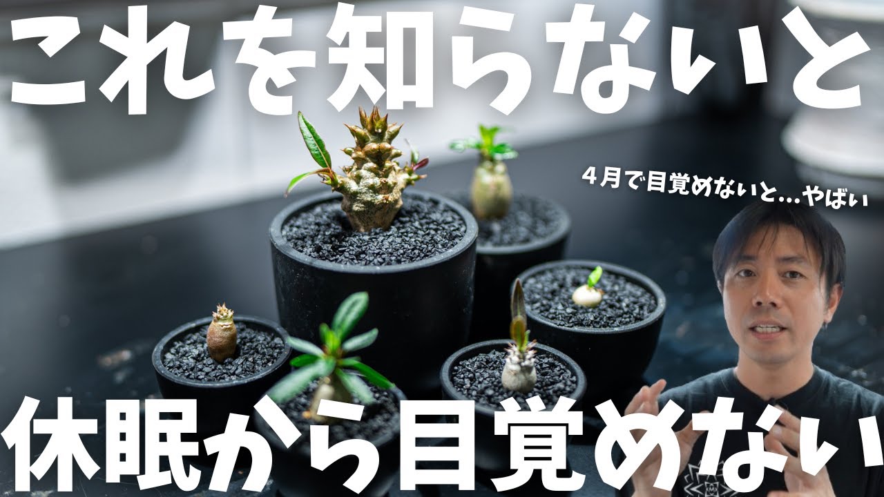 これが休眠からパキポが目覚める裏技?!】 - YouTube