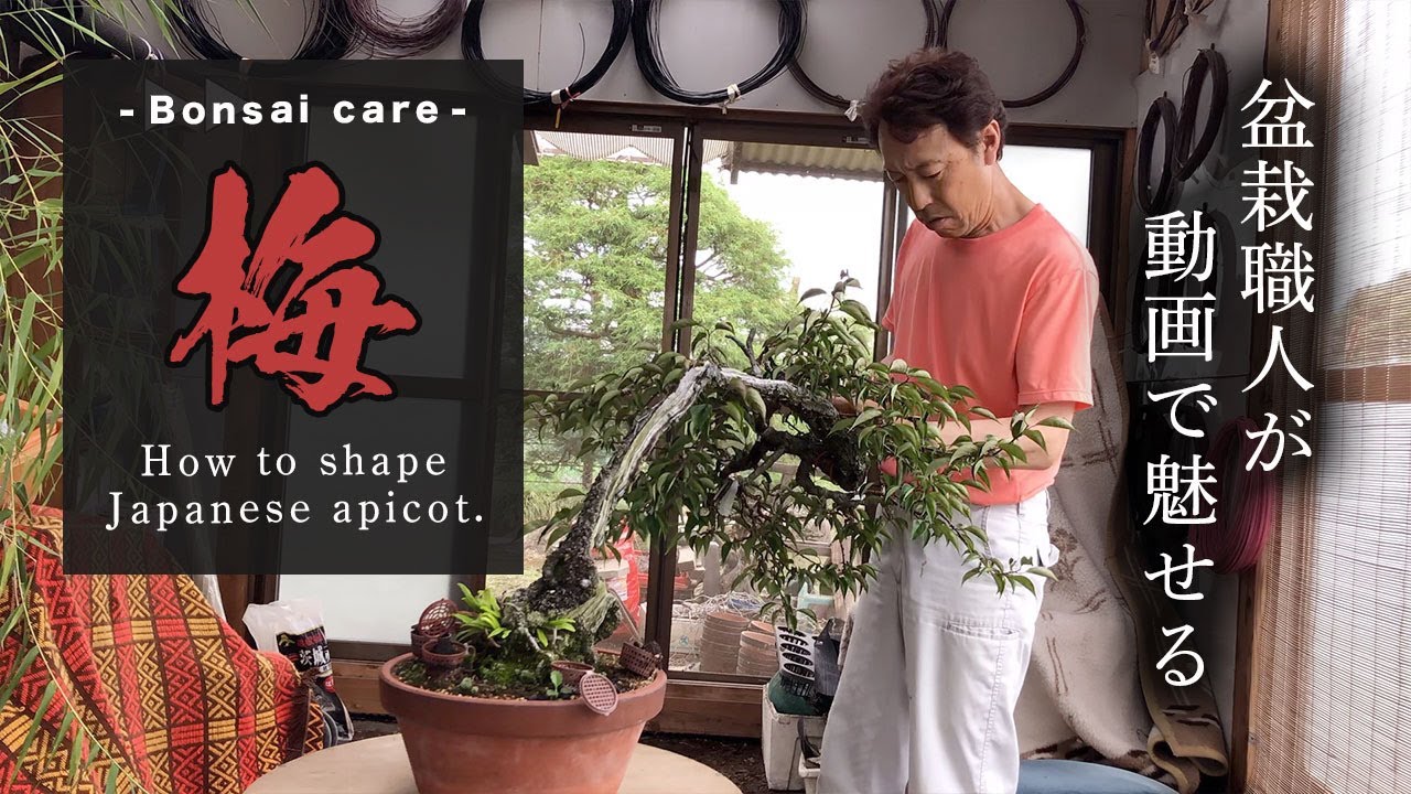 盆栽輸出販売 松柏雑木・皐月盆栽 ｜ 宇賀屋ガーデン