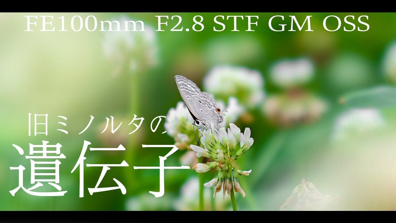 1 究極のボケ、STFレンズを知ると写真人生変わる。【SONY FE 100mm F2
