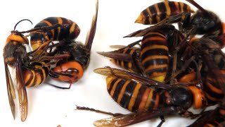 Throwing male giant hornets into a large number of queen bees