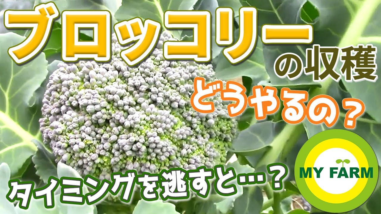 Don't pull out all of your broccoli harvest! | Vegetable growing