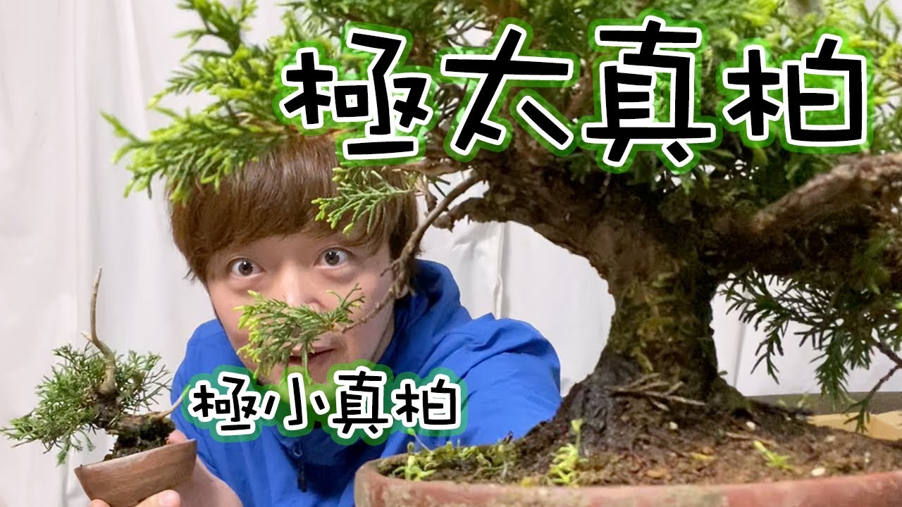 オンラインの盆栽オークションに参加してみた。戦利品は真柏2つ！Two