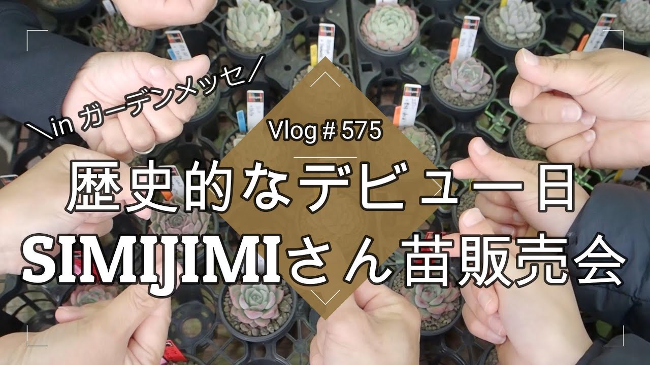 Vlog 575] [Succulents] Historic debut day 💗 SIMIJIMI seedlings