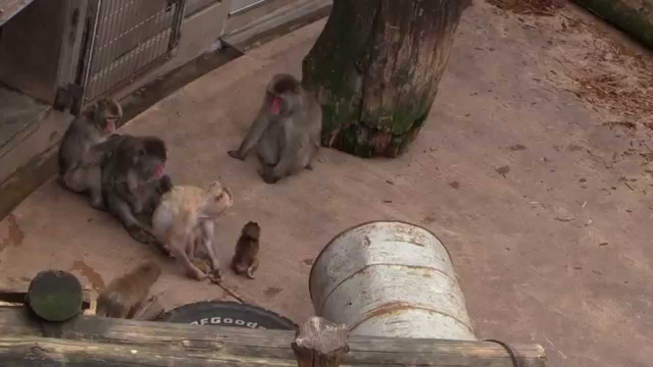 maxresdefault.jpg?sqp=-