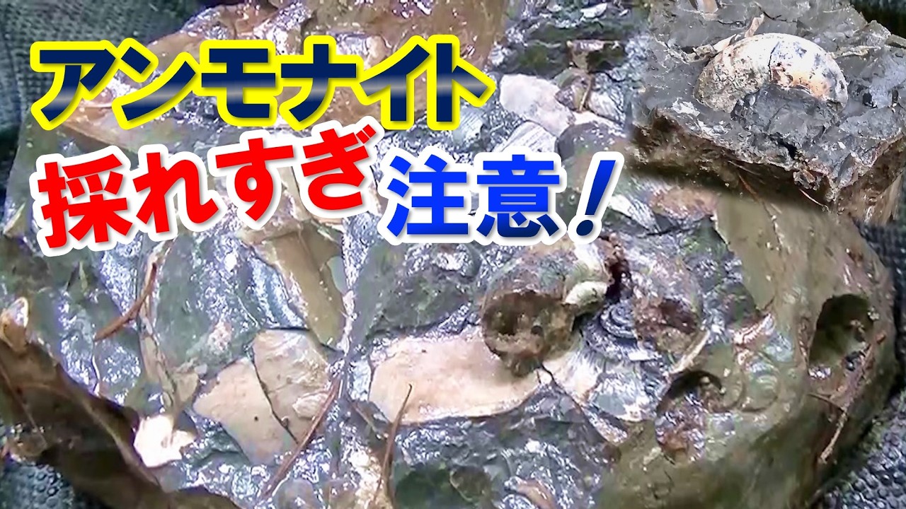解説】K-Pg境界層探訪：北海道編〜恐竜絶滅と天体衝突の証拠〜 K-Pg