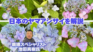 Top15 Hydrangeas] Cultivation specialist Mr. Ikeda appears