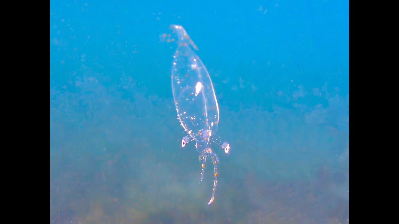 激レア深海魚5連発！ 一味違う今年の西伊豆をガイド兼水中映像