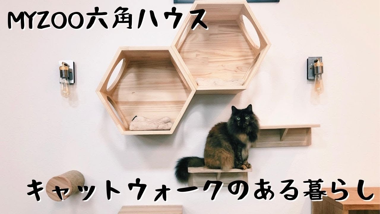 MYZOO六角ハウス】キャットウォークのある暮らし - YouTube
