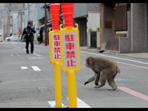 京都市中心部にサル出没（2024年1月3日 京都市中京区） Monkeys appear
